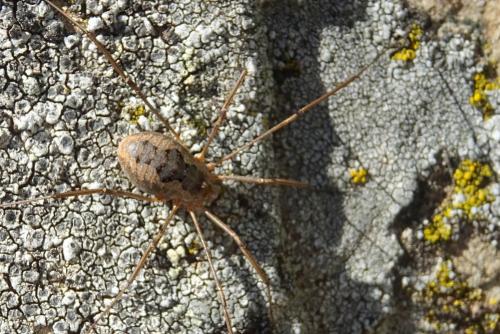 Phalangium opilio